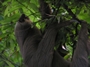 Hoffman's Two-toed Sloth
