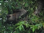 Hoffman's Two-toed Sloth