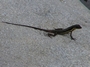 Macroteiid Lizard