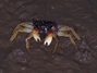 Mangrove Crab