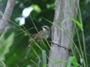 Striped-headed Sparrow