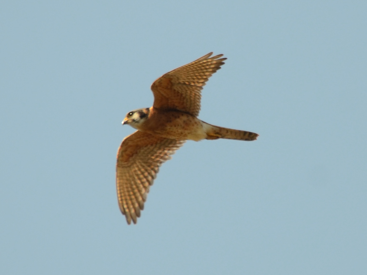 Click picture to see more  American Kestrels.