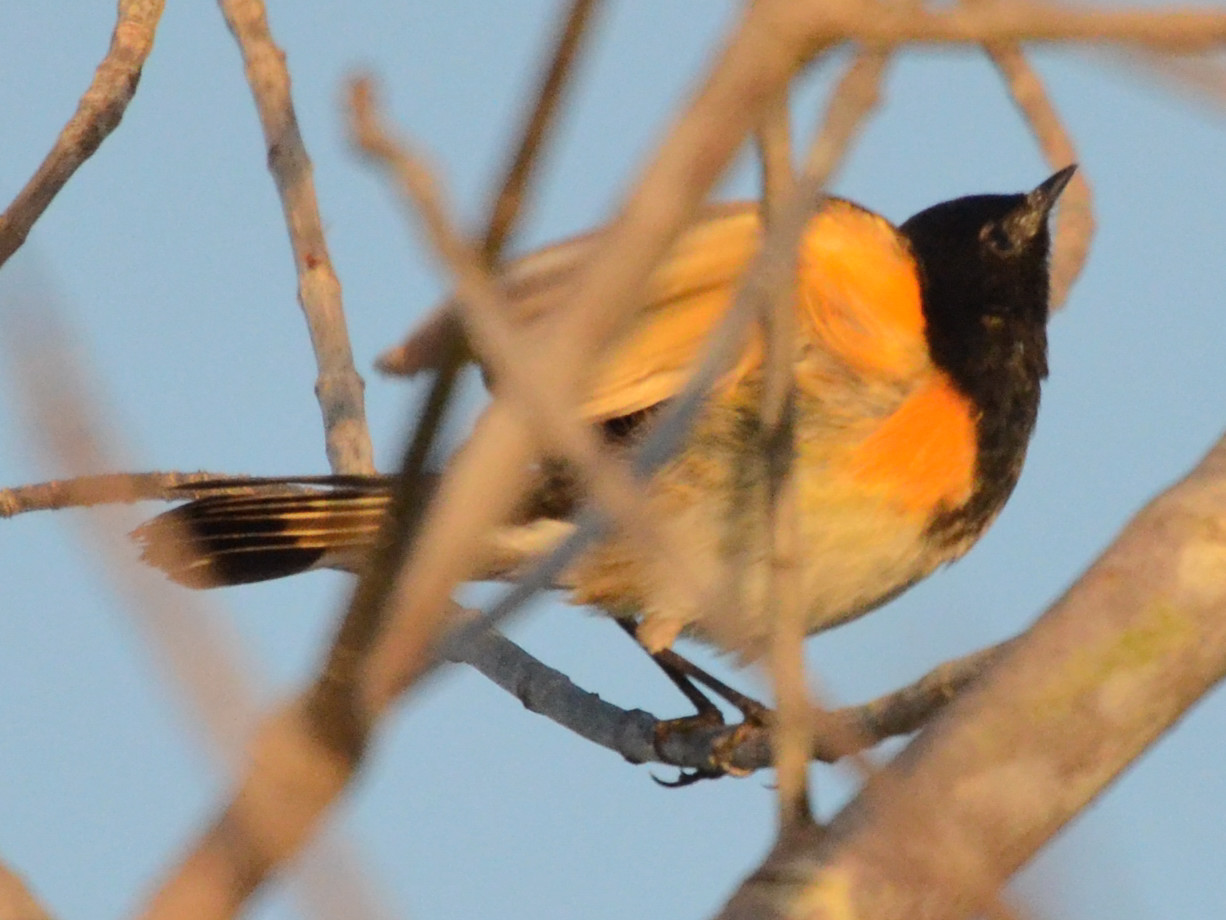 Click picture to see more  American Redstarts.
