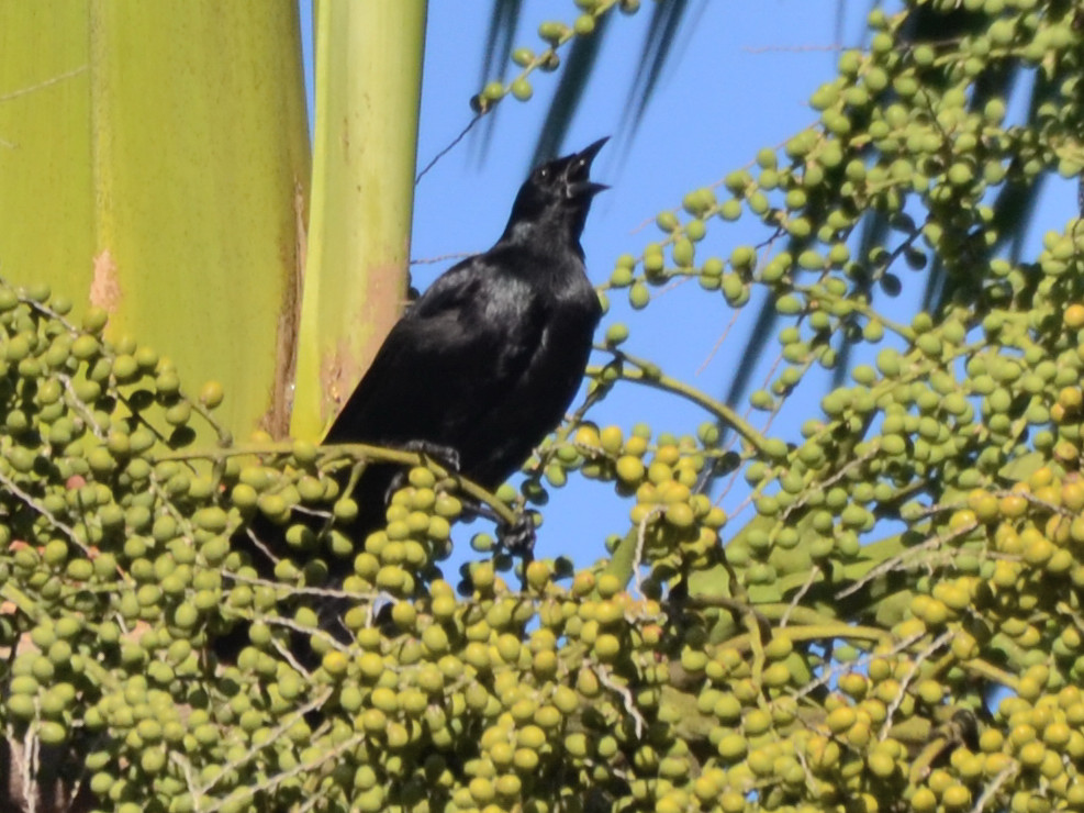 Click picture to see more Cuban Blackbirds.