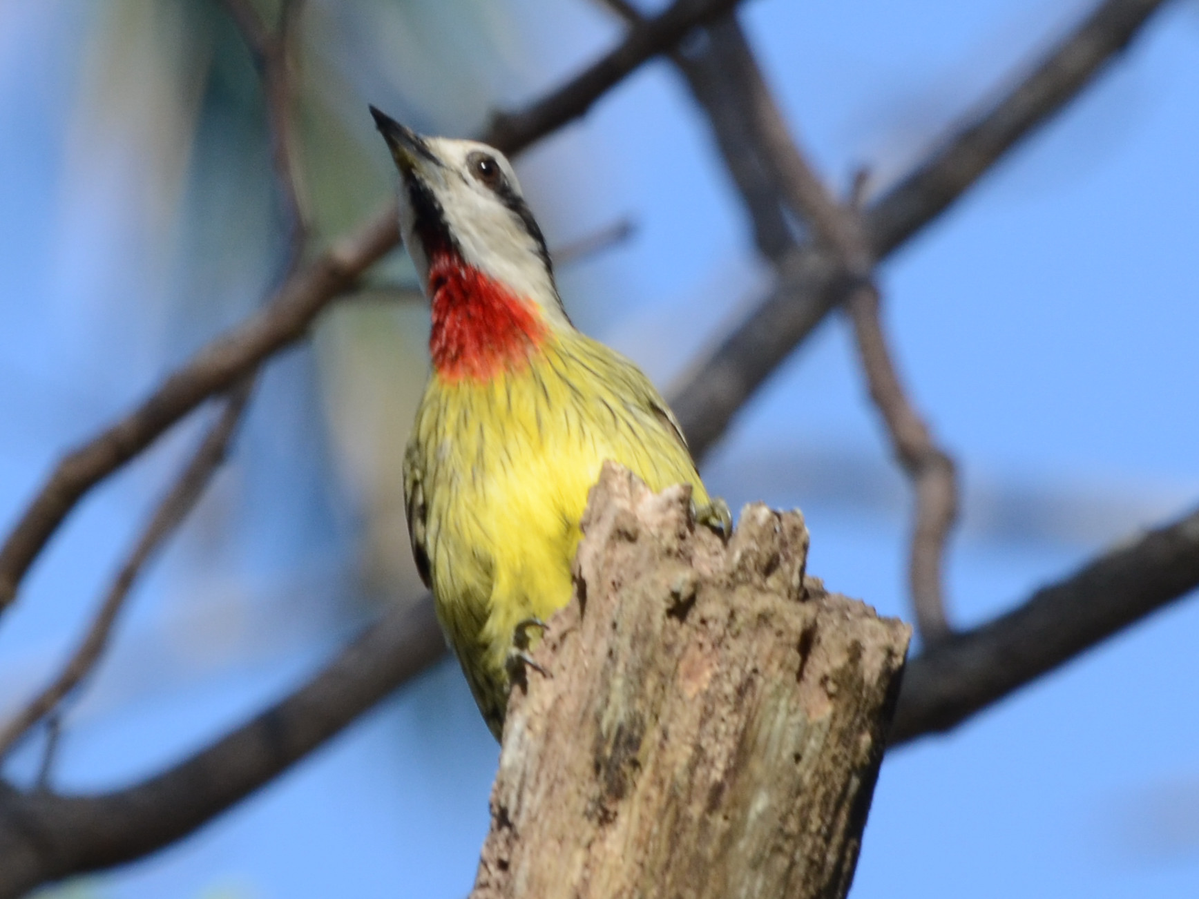 Click picture to see more Cuban Green Woodpeckers.