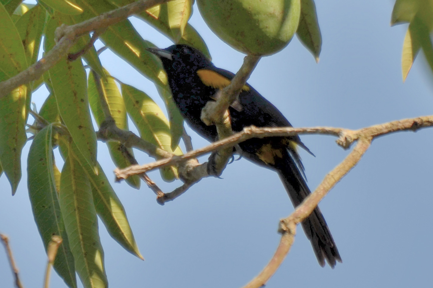 Click picture to see more  Cuban Orioles.