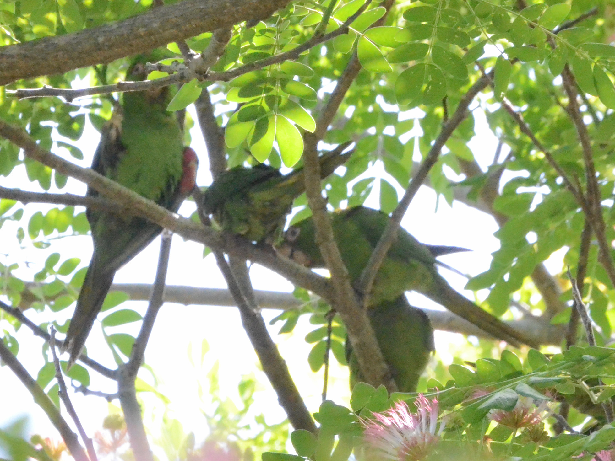 Click picture to see more Cuban Parakeets.