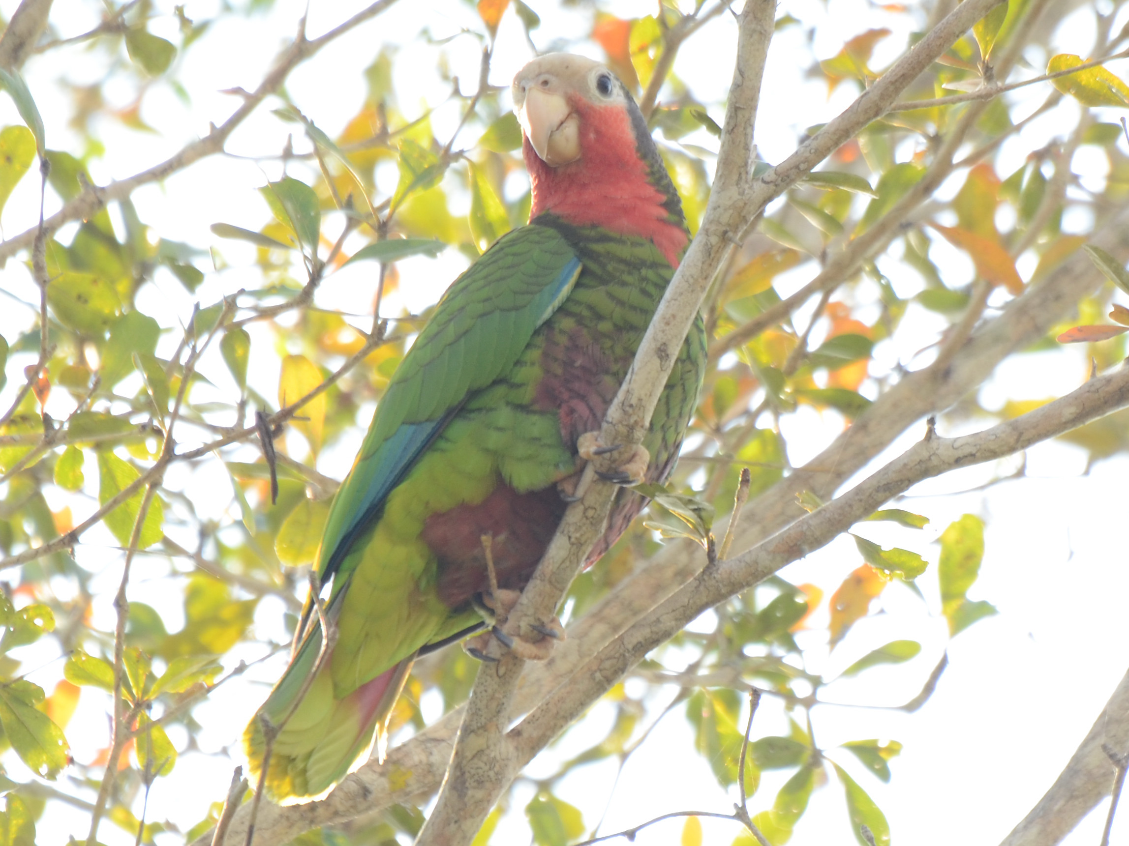 Click picture to see more  Cuban Parrots.