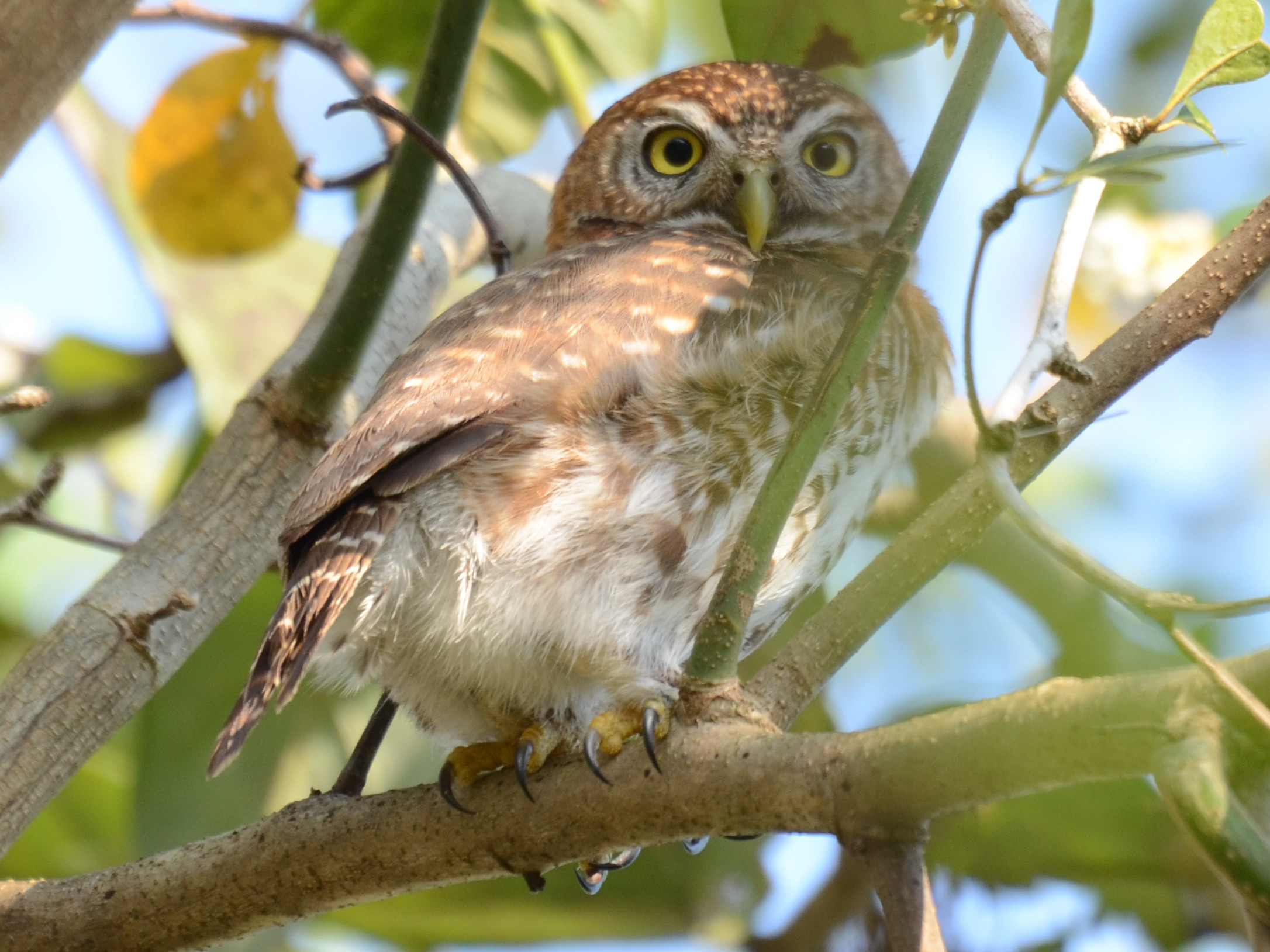 Click picture to see more Cuban Pygmy-Owls.