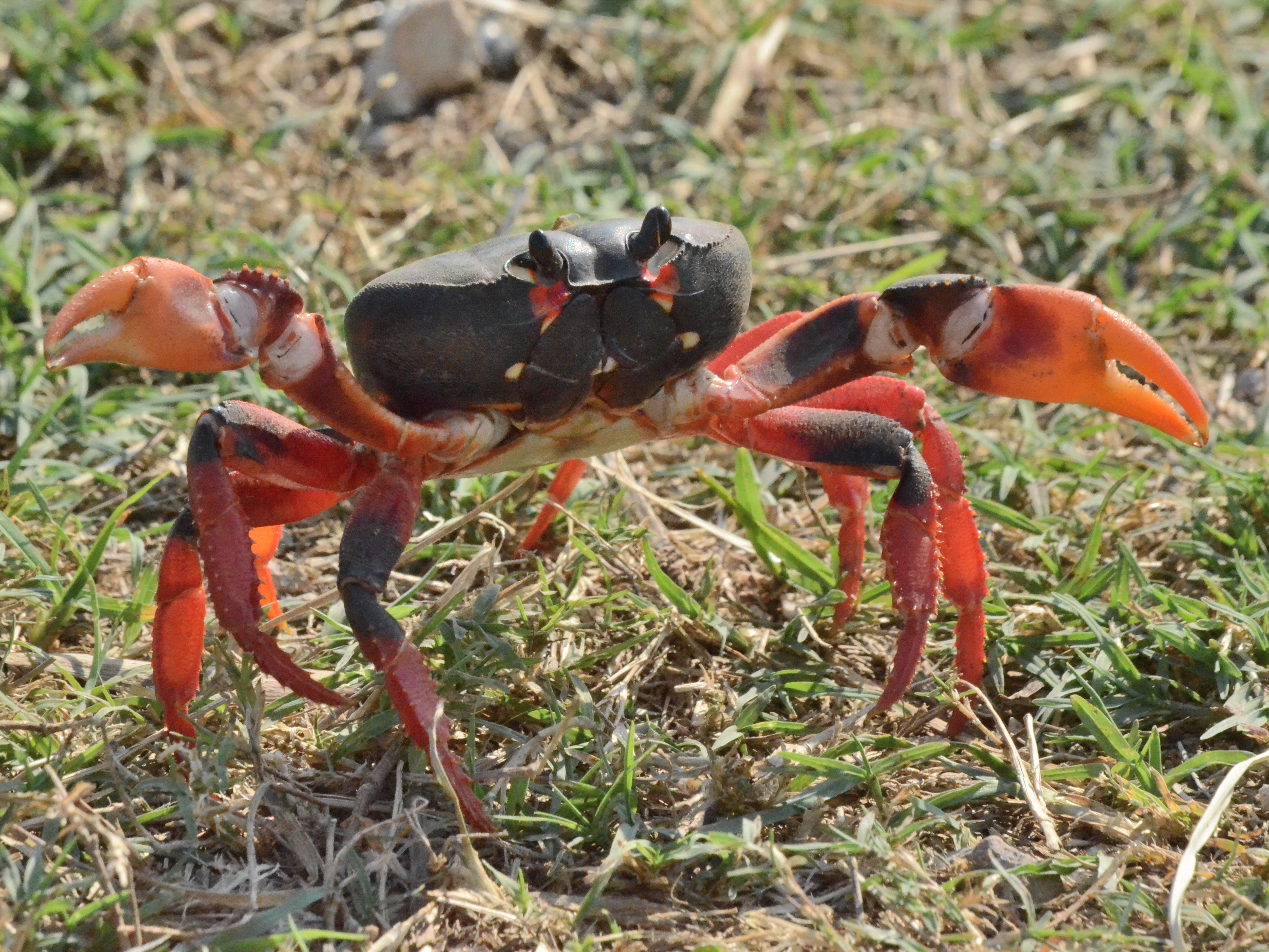 Click picture to see more Land Crabs.
