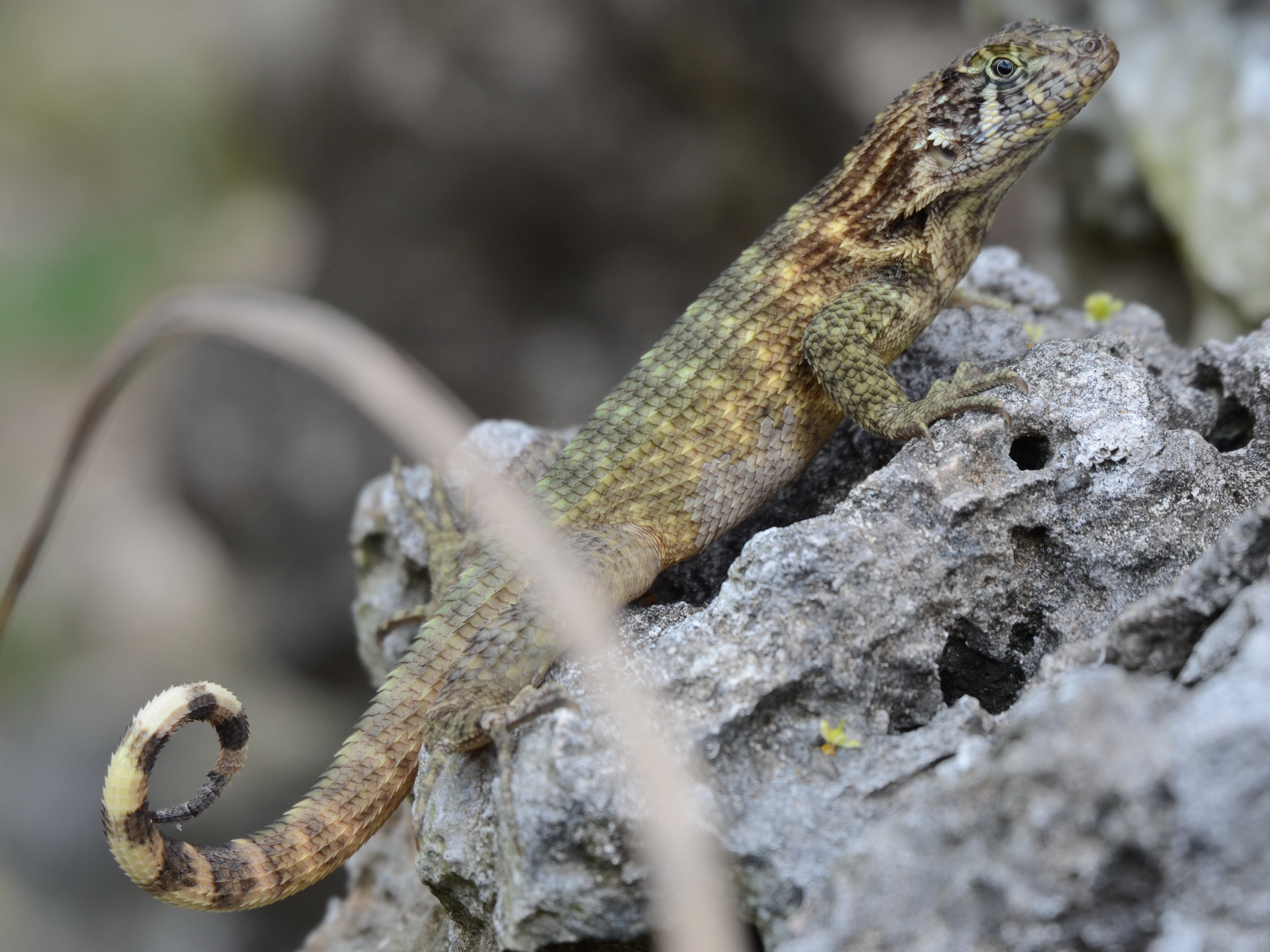 Click picture to see more Lizards.