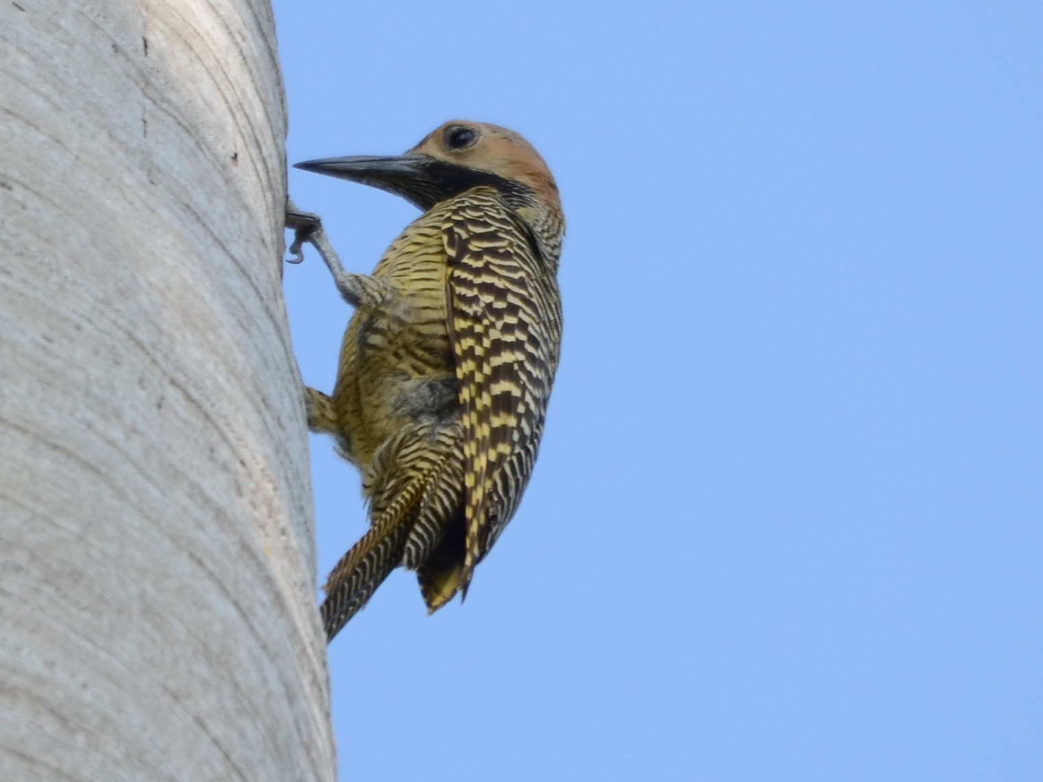 Click picture to see more Fernandina's Flickers.