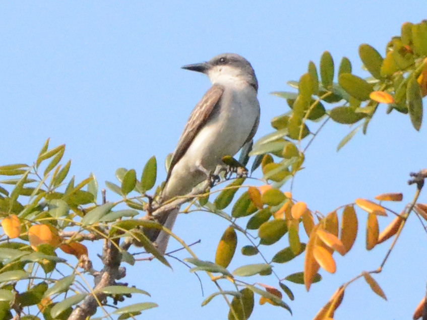 Click picture to see more  Gray Kingbirds.