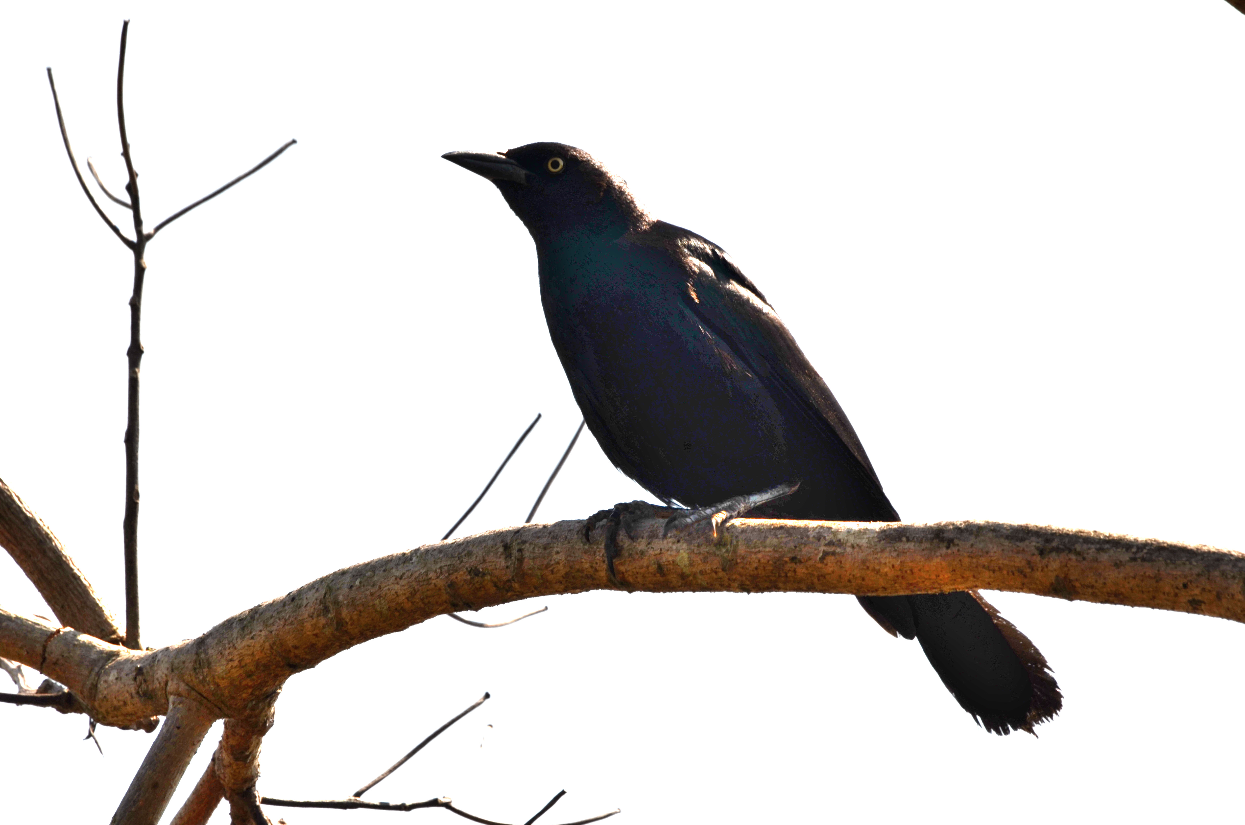 Click picture to see more  Greater Antillean Grackles.
