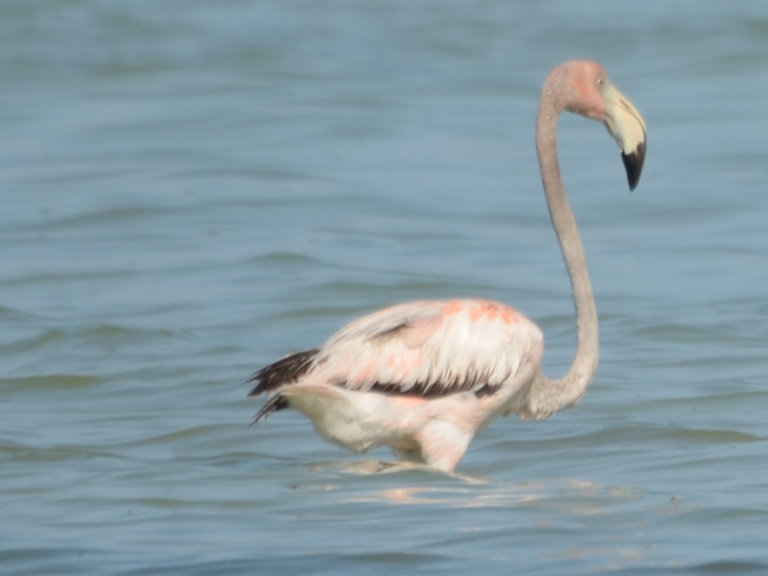 Click picture to see more  Greater Flamingos.