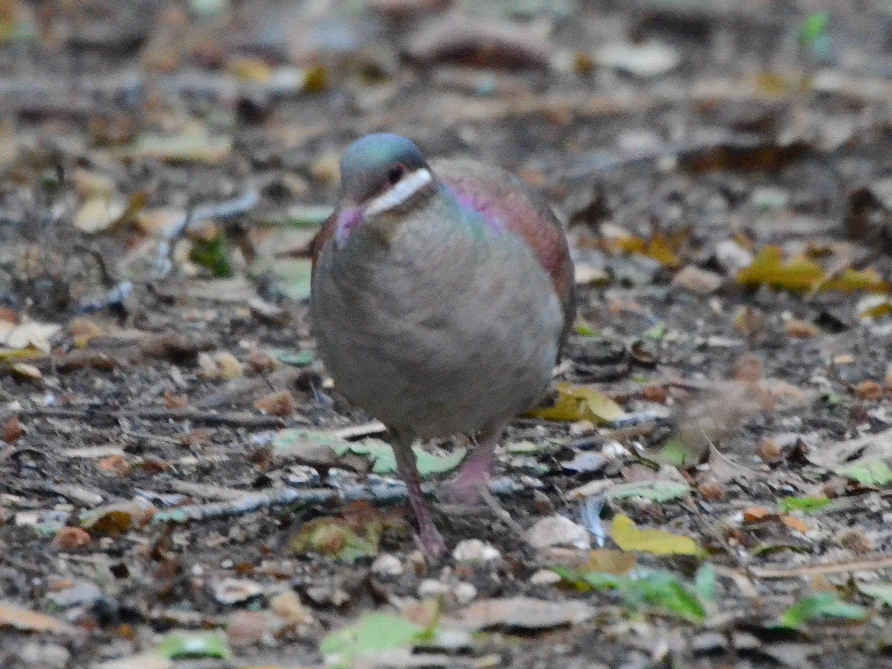 Click picture to see more  Key West Quail-Doves.