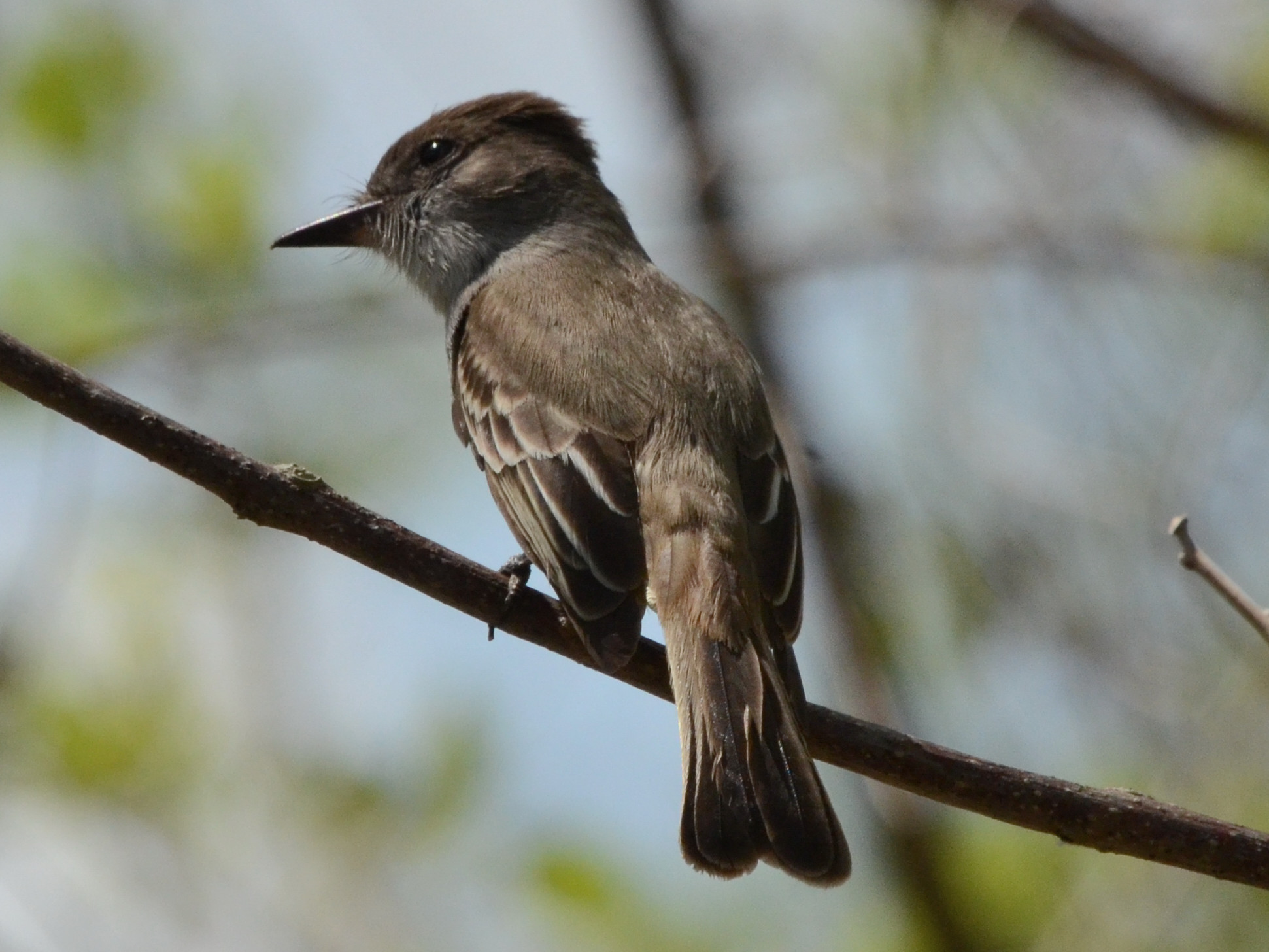 Click picture to see more  LaSagra's Flycatchers.