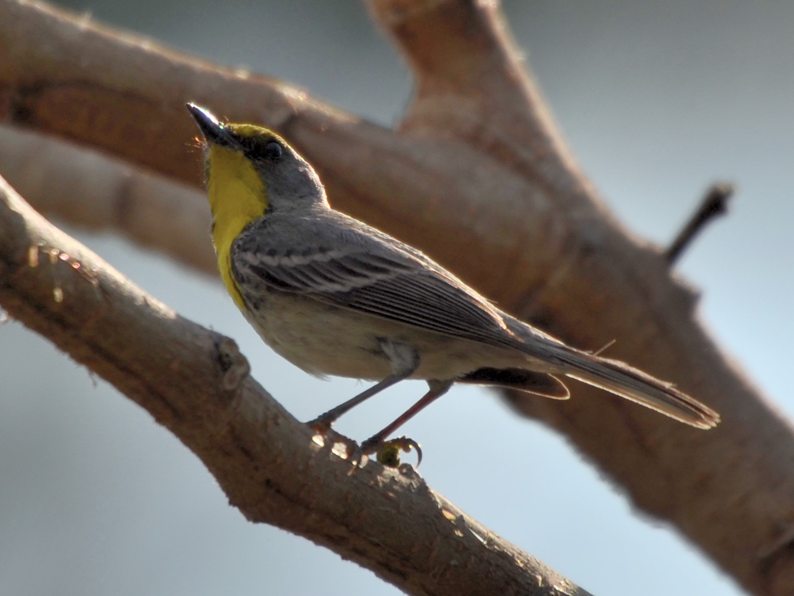 Click picture to see more  Olive-capped Warblers.