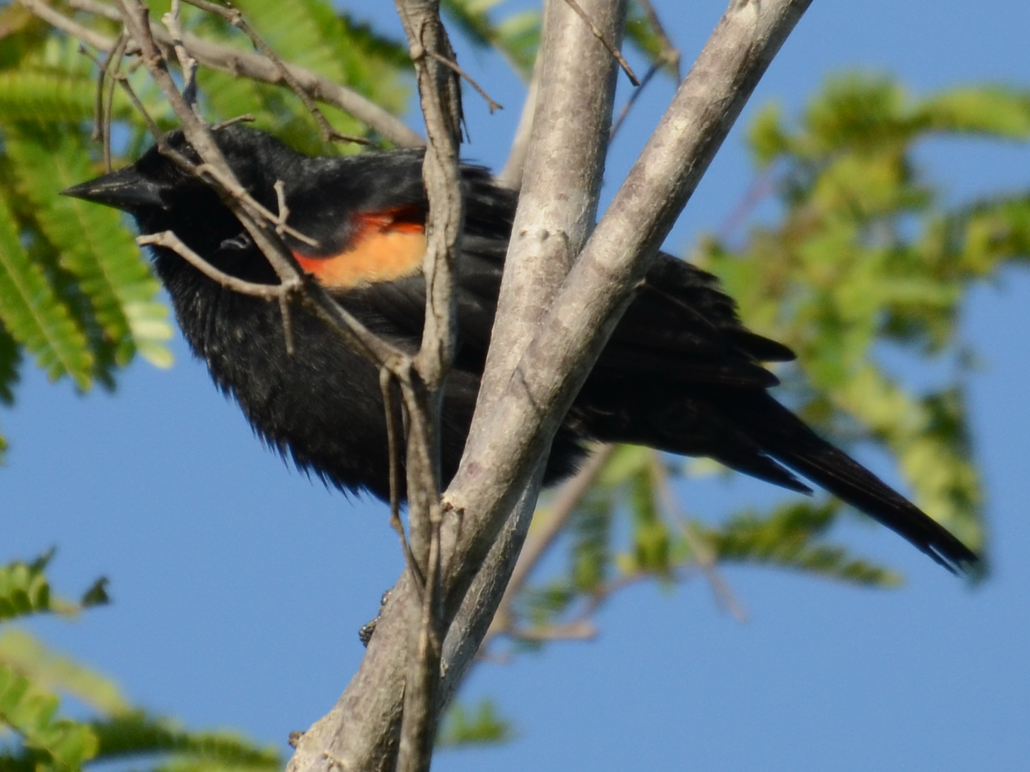 Click picture to see more Red-shouldered Blackbirds.