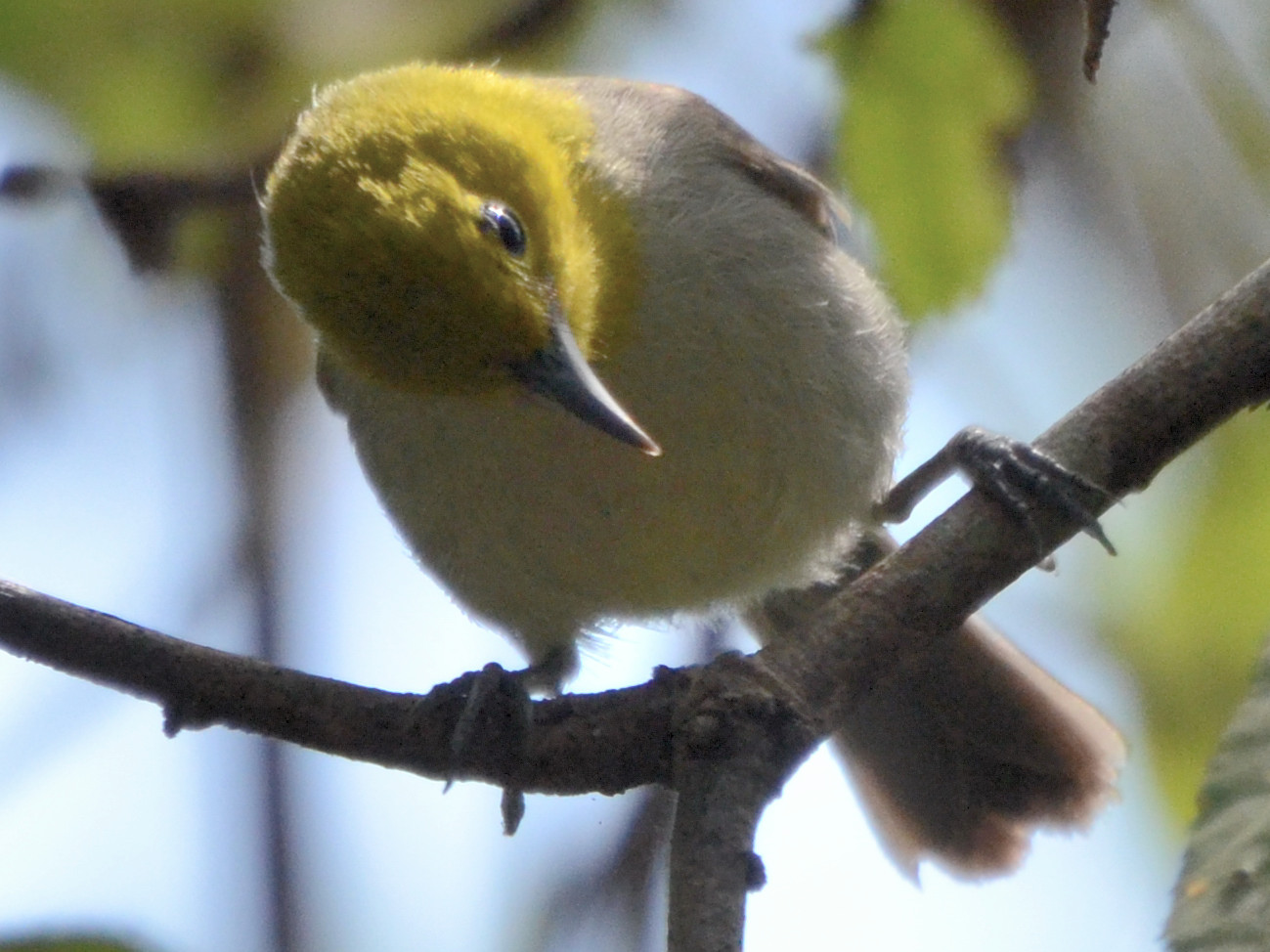 Click picture to see more Yellow-headed Warblers.