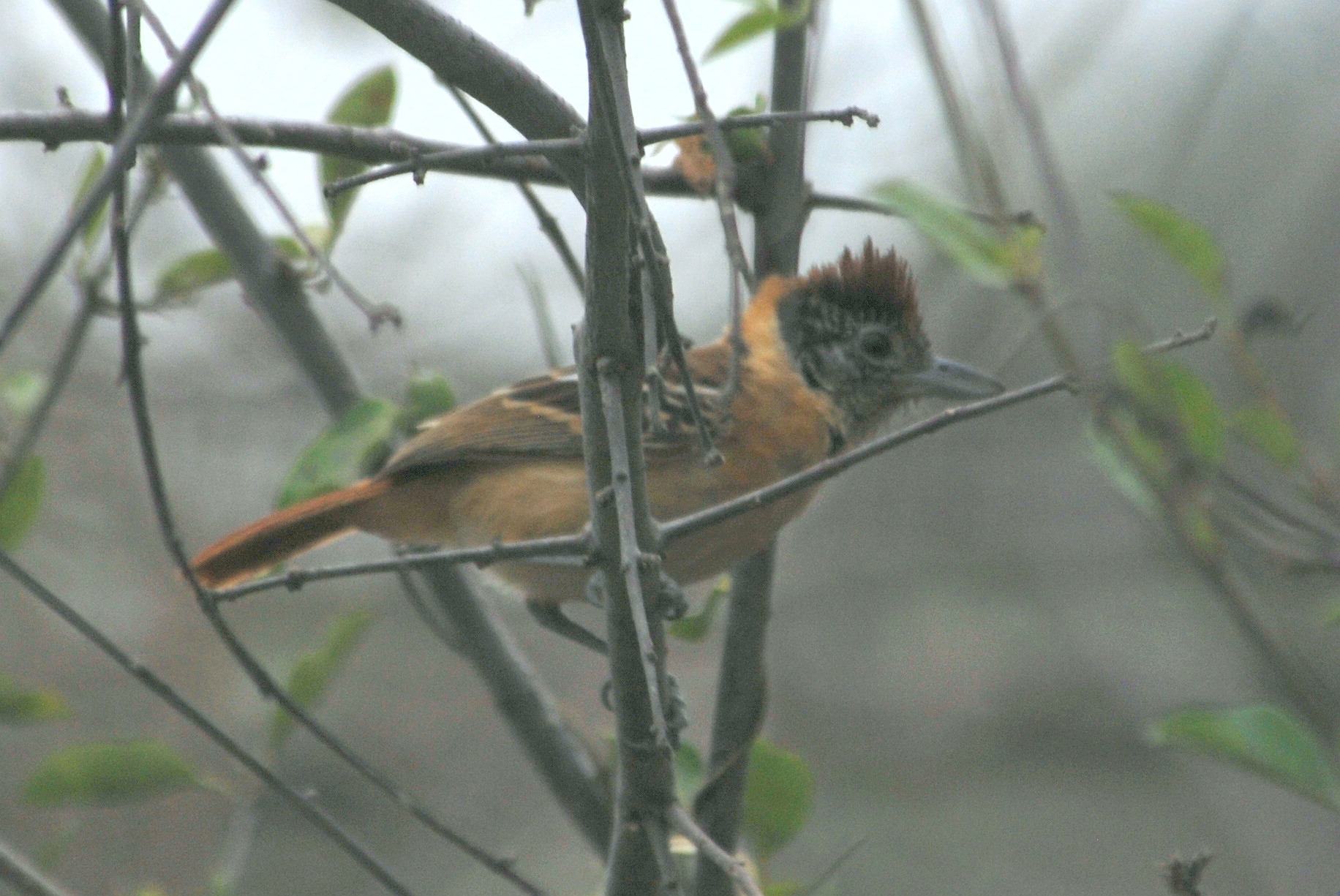 Click picture to see more Collared Antshrikes.