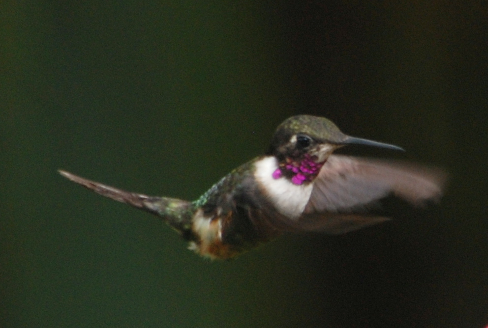 Click picture to see more Purple-throated Woodstars.
