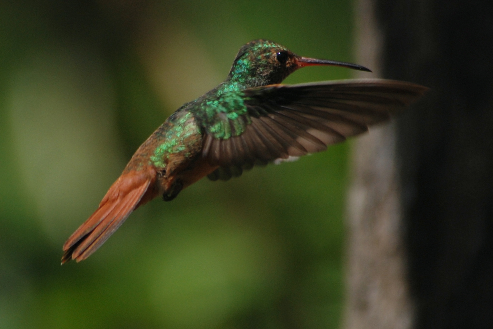 Click picture to see more Rufous-tailed Hummingbirds.