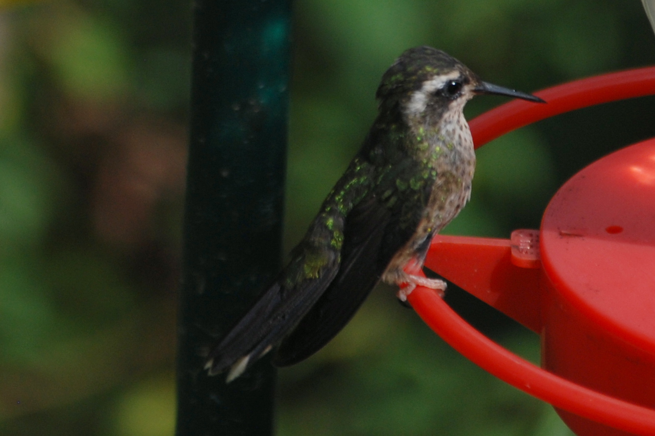 Click picture to see more Speckled Hummingbirds.