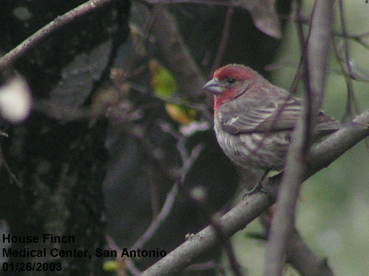 Click picture to see more House Finch Photos.