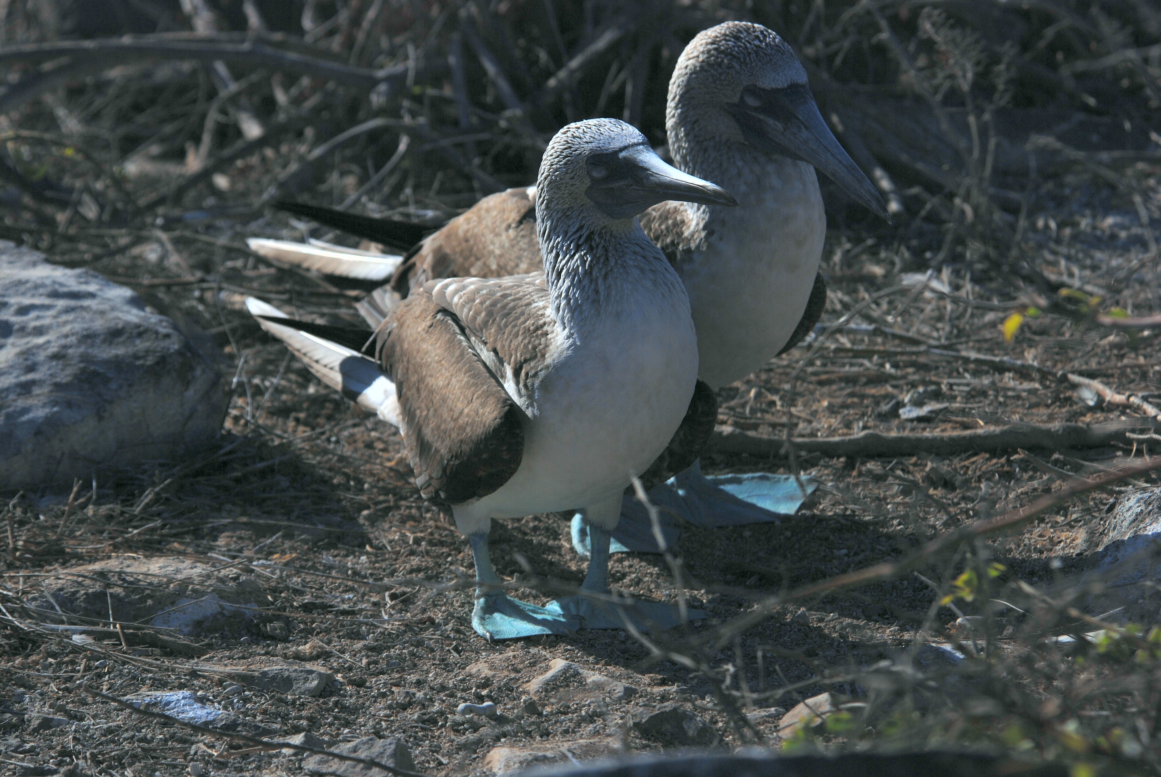 Click picture to see more Blue-footed Boobies.