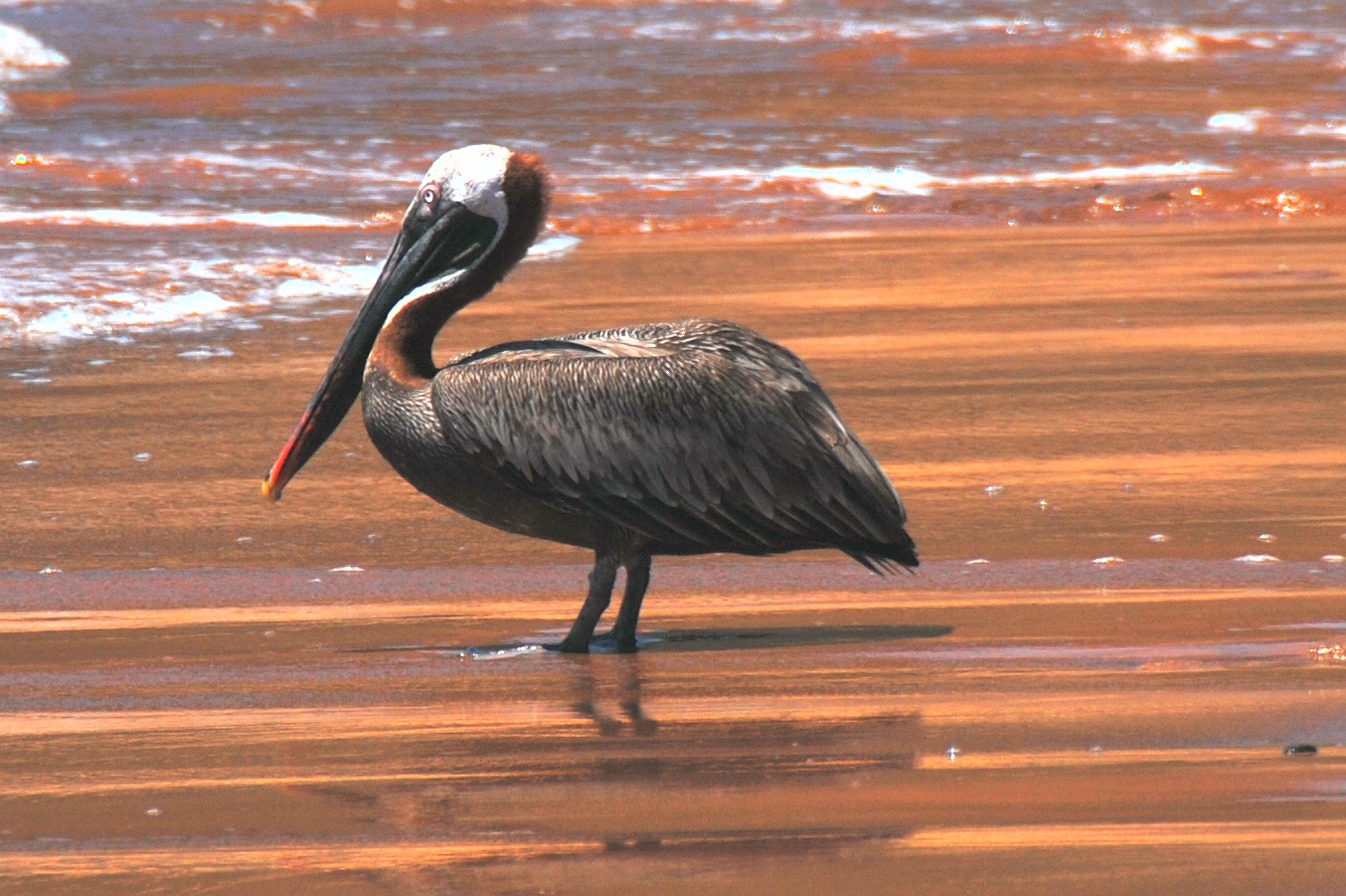 Click picture to see more Brown Pelicans.