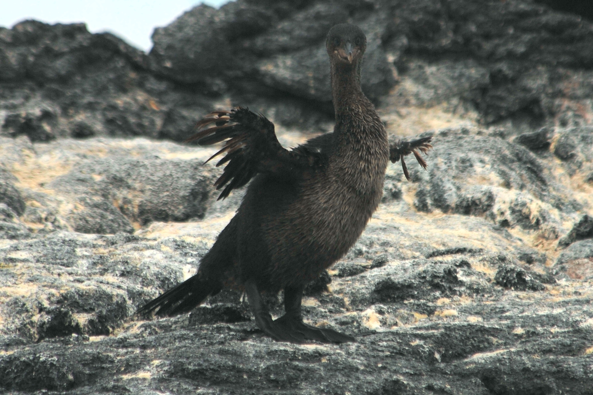 Click picture to see more Flightless Cormorants.