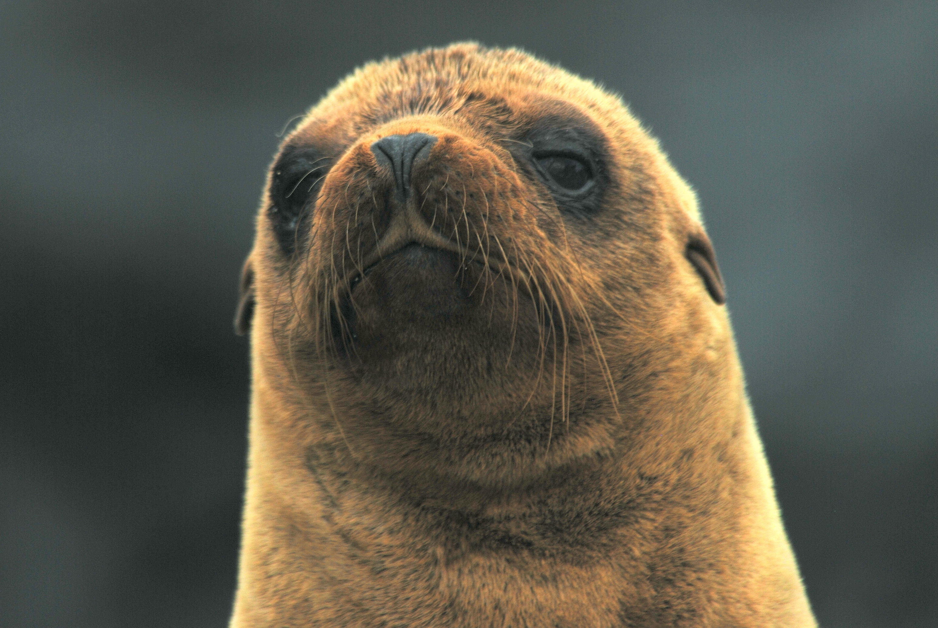Click picture to see more Galpagos Fur Seals.