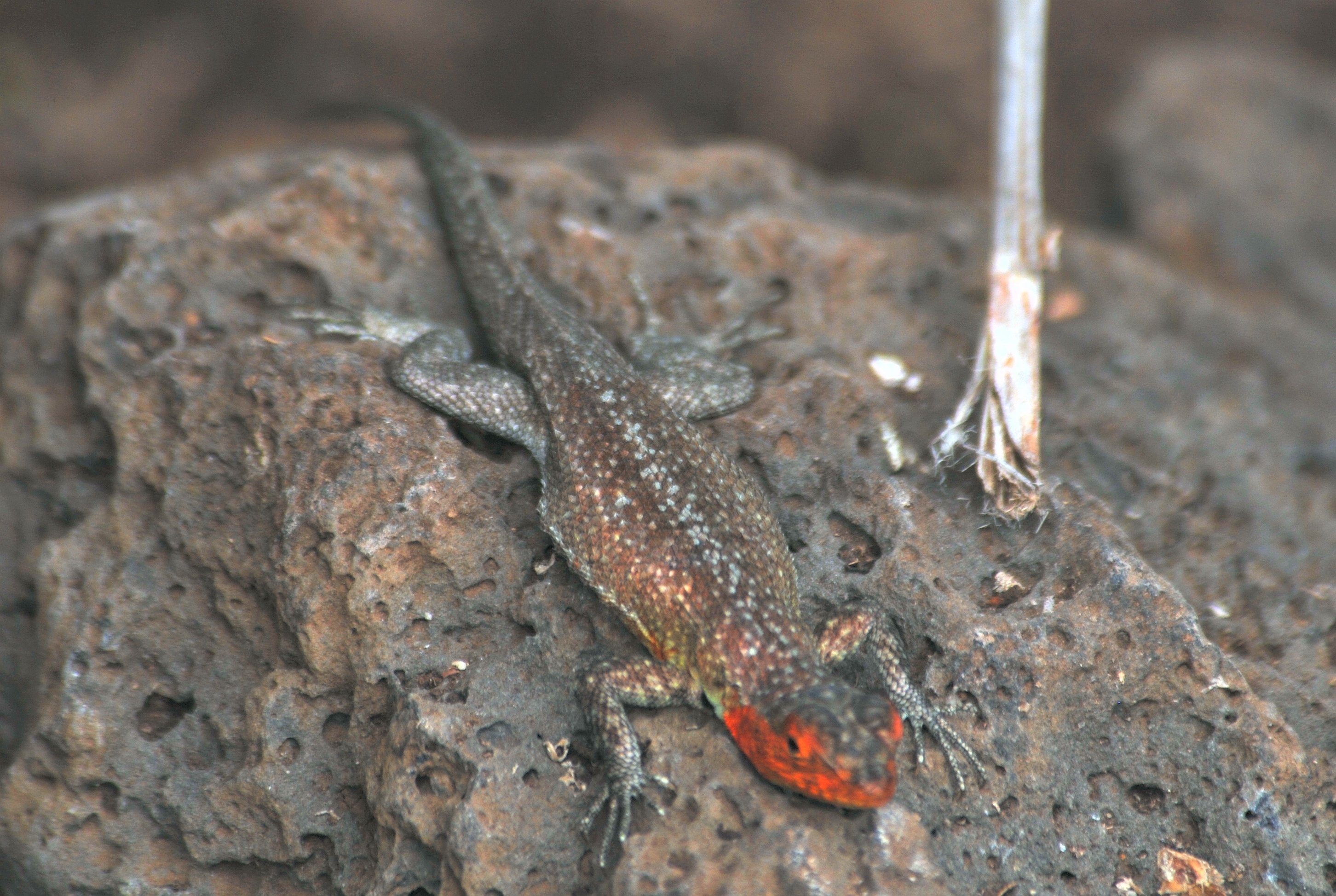 Galpagos Lava Lizard