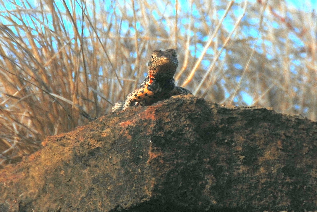 Click picture to see more Galpagos Lava Lizards.