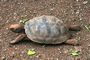 Galapagos Tortoise - hoodenis