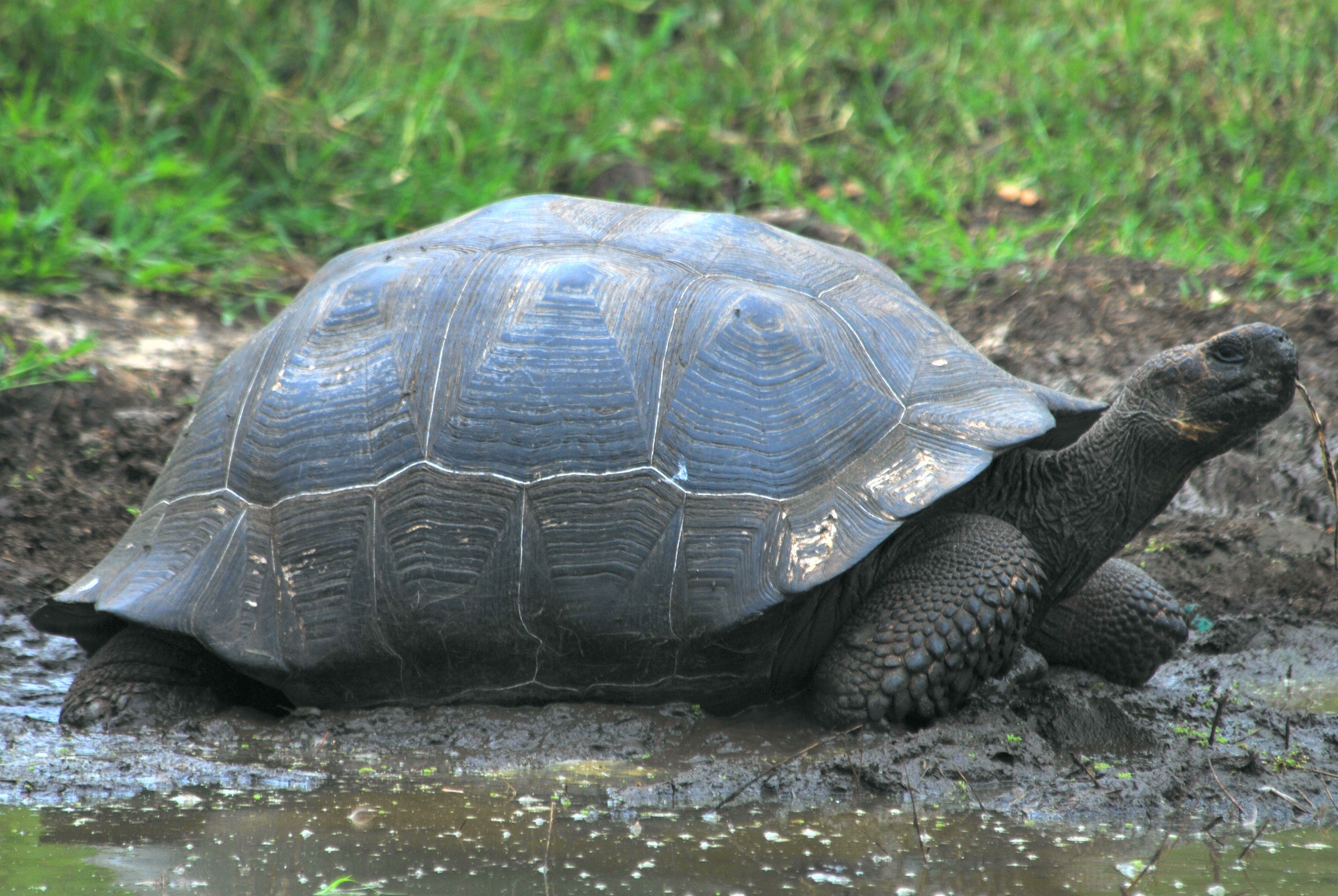 Click picture to see more Galpagos Tortoises.