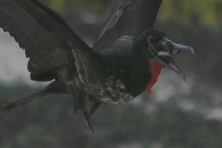 Click picture to see more Great Frigatebirds.