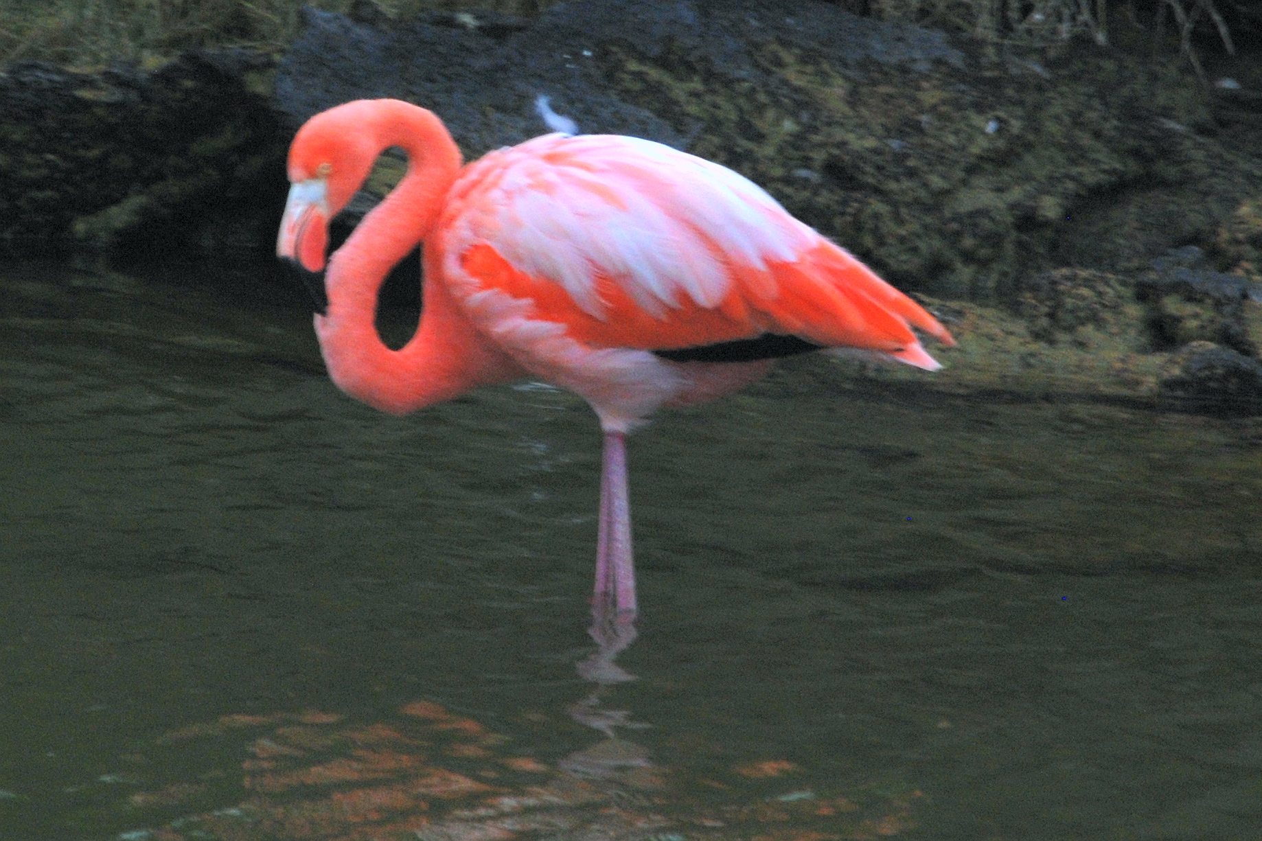 the greater flamingo