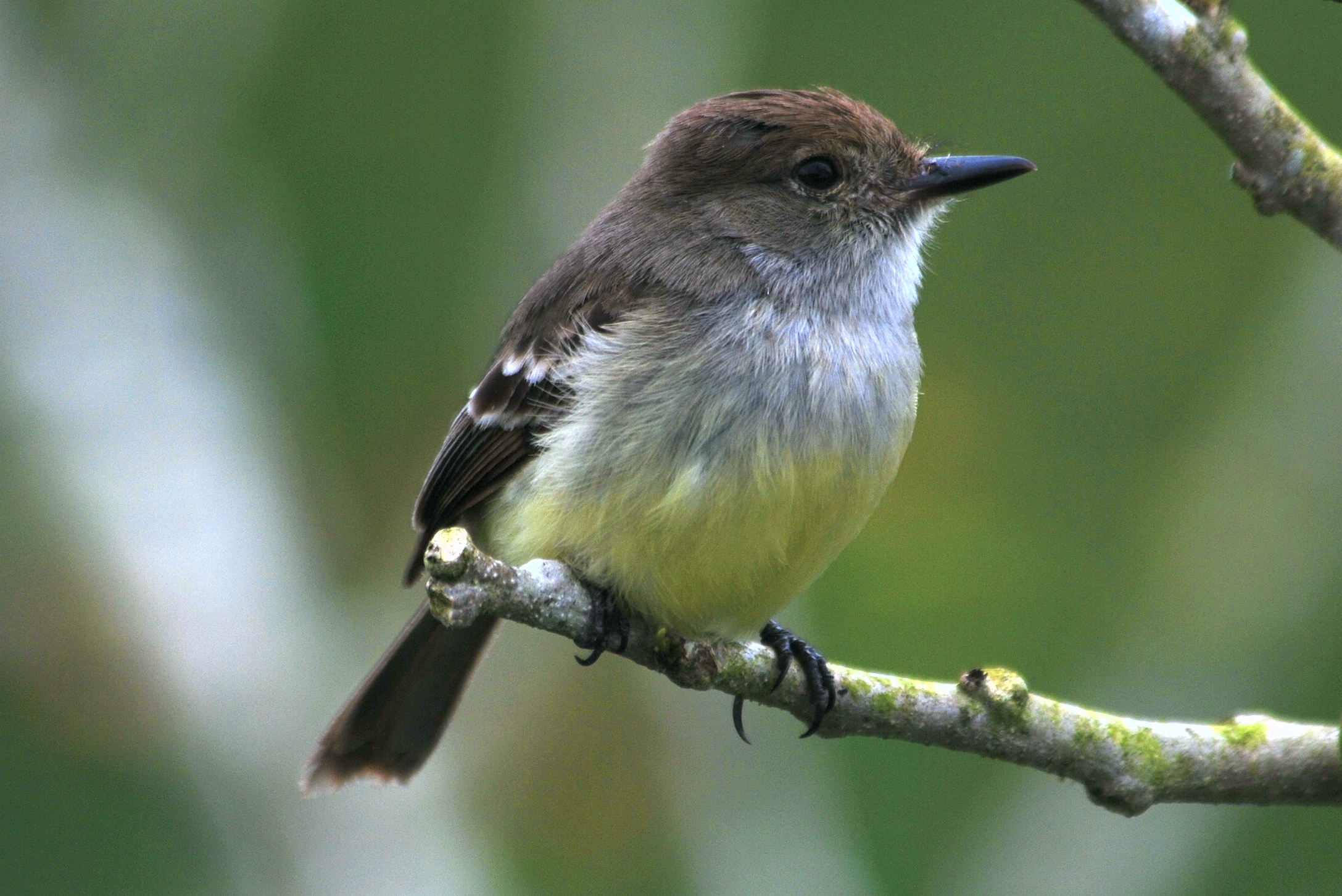 Click picture to see more Large-billed (Galpagos) Flycatchers.