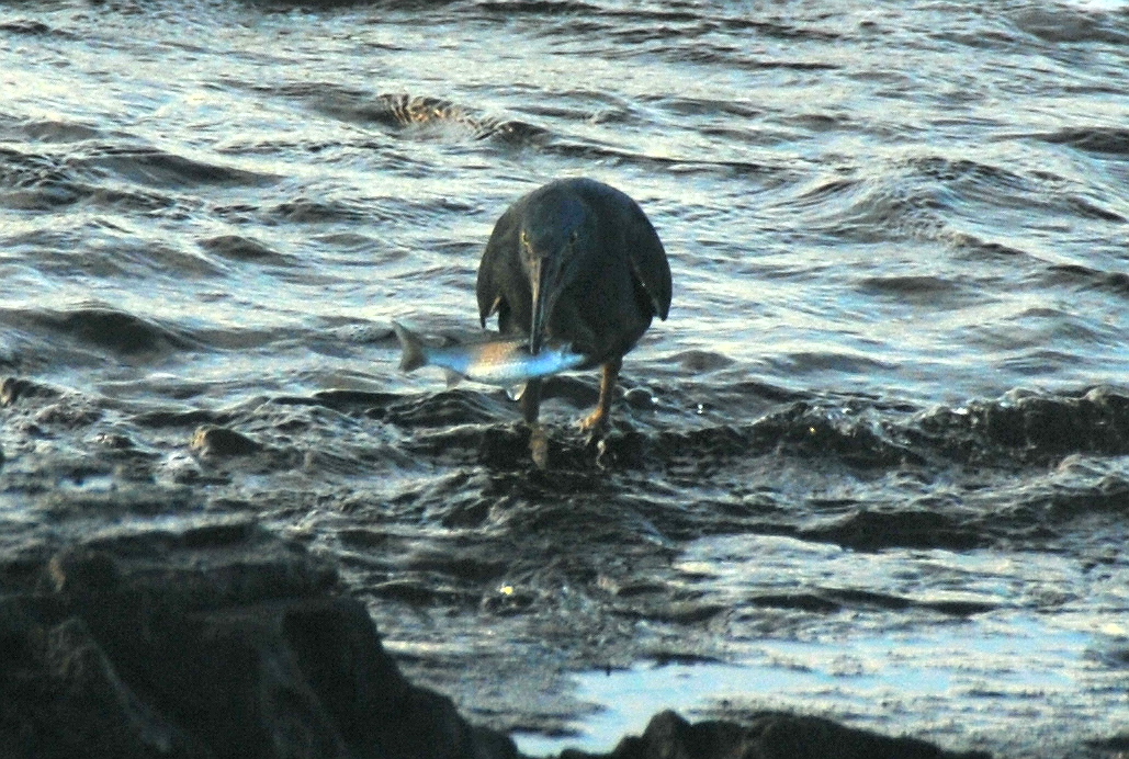 Click picture to see more Lava Herons.