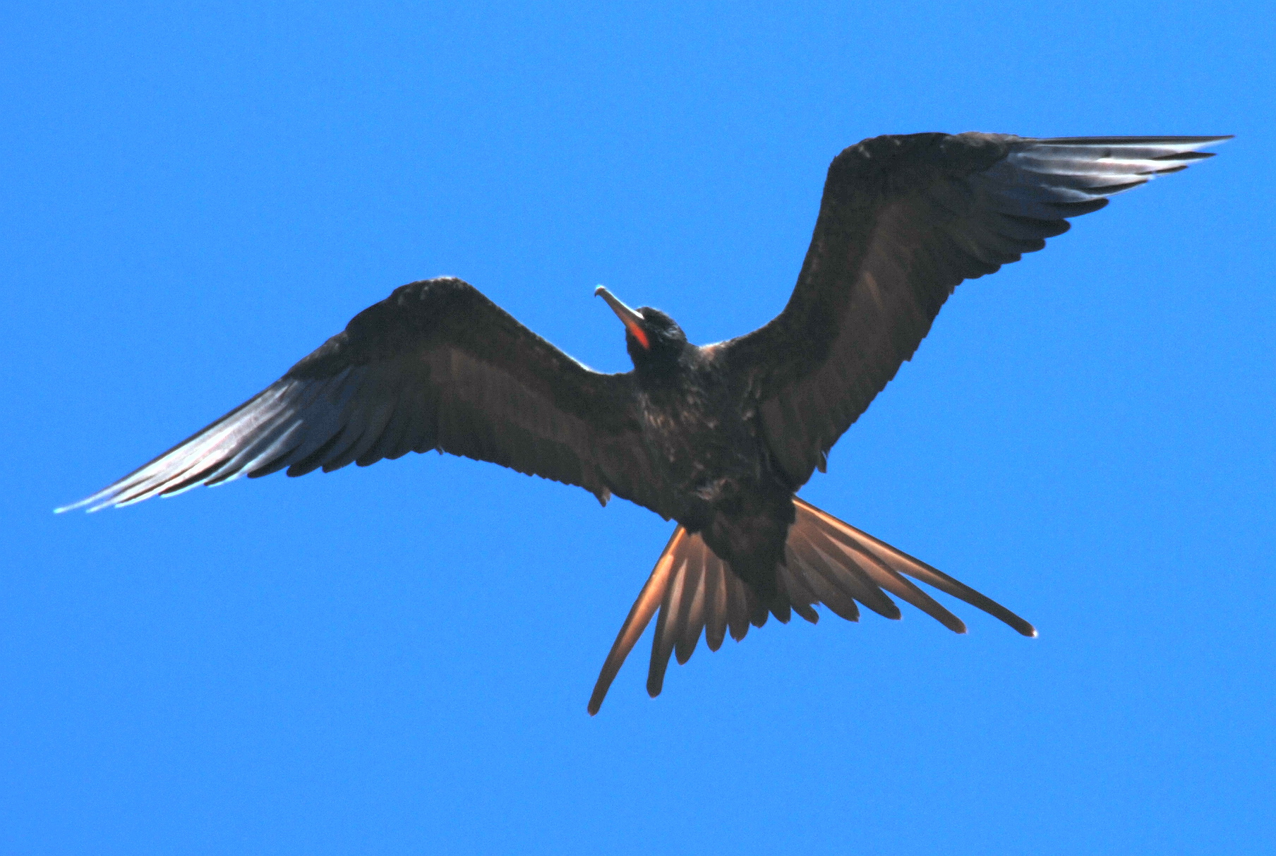 Click picture to see more Magnificent Frigatebirds.