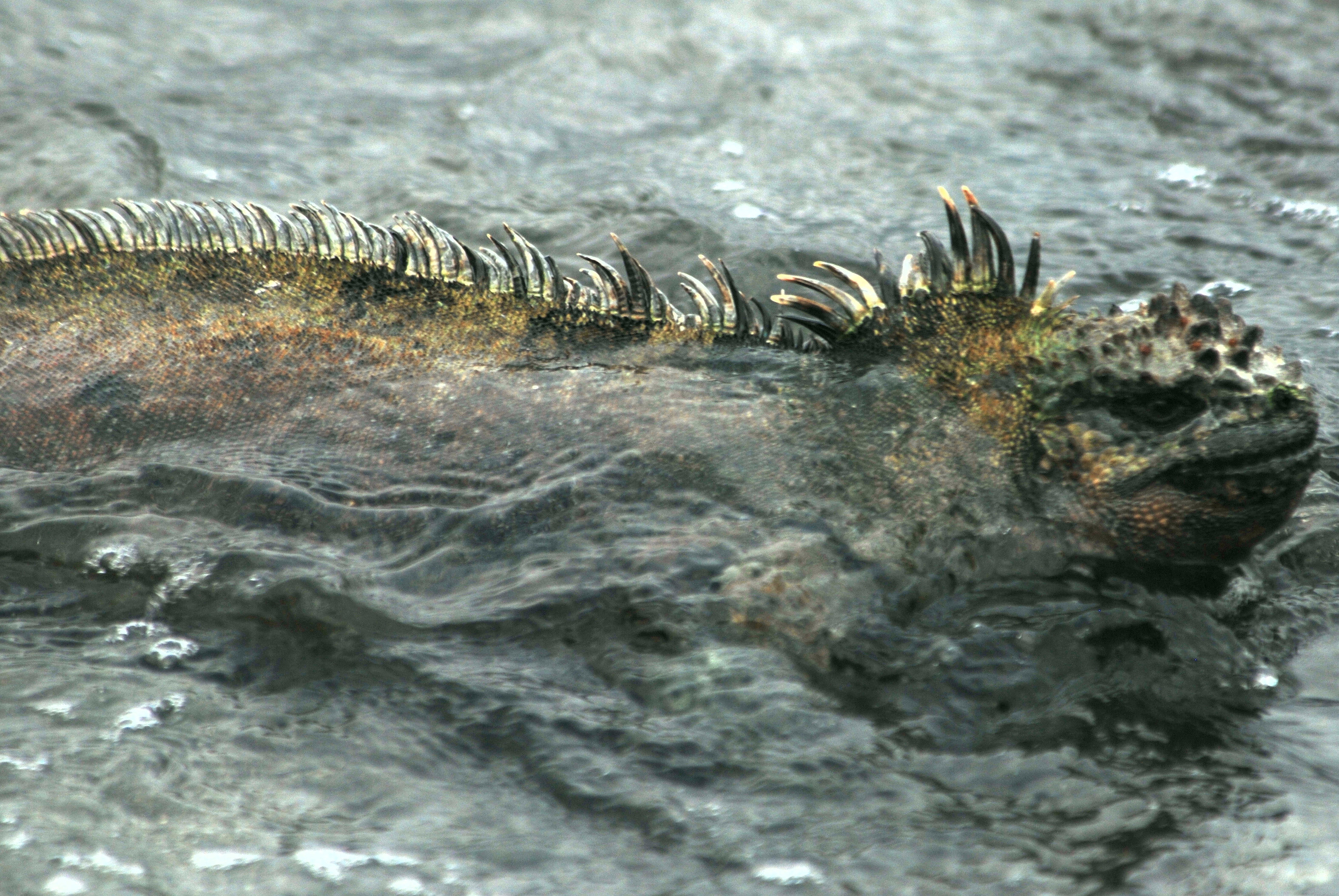 Click picture to see more Marine Iguanas.