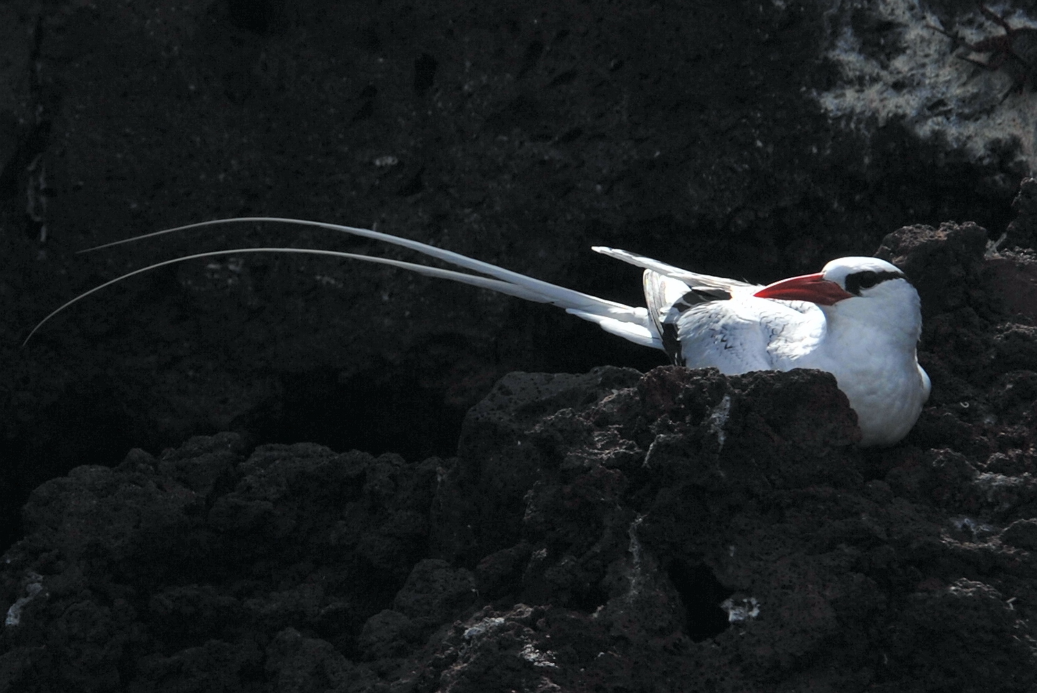 Click picture to see more Red-billed Tropicbirds.