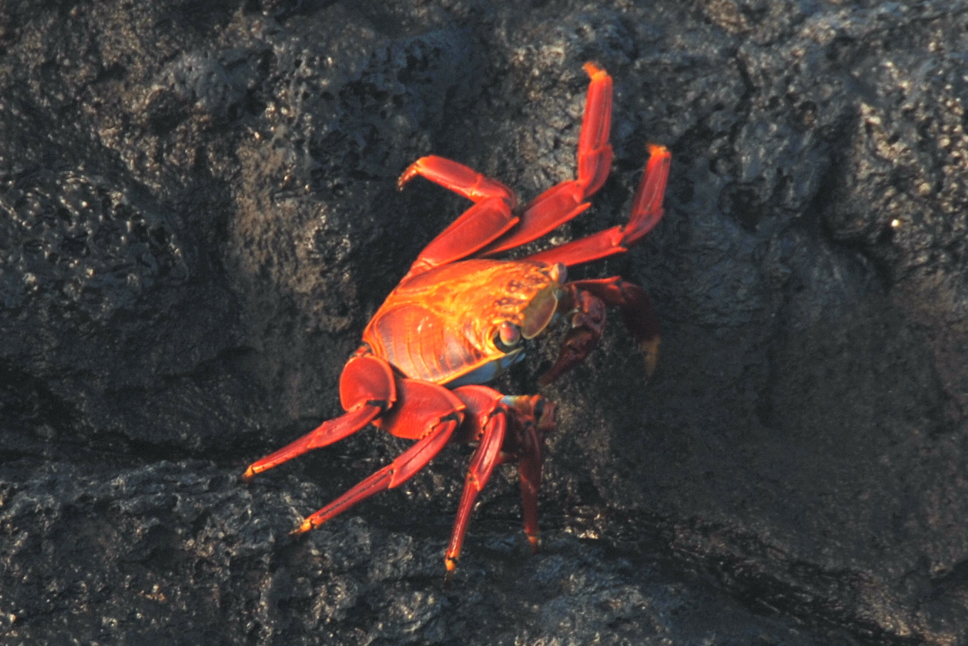 Click picture to see more Sally Lightfoot Crabs.
