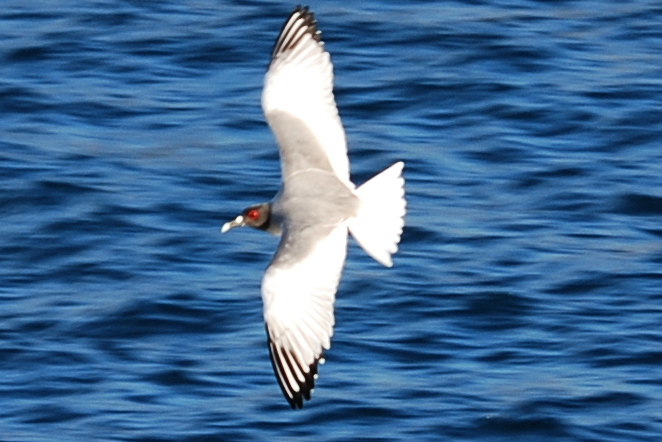 Click picture to see more Swallow-tailed Gulls.