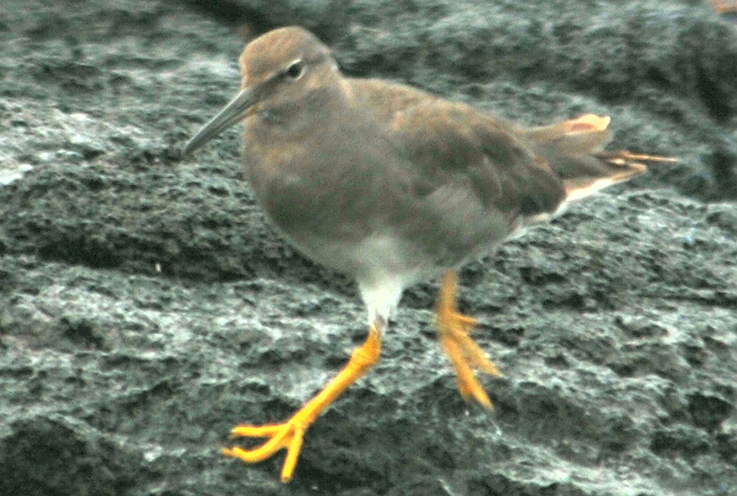 Click picture to see more Wandering Tattlers.