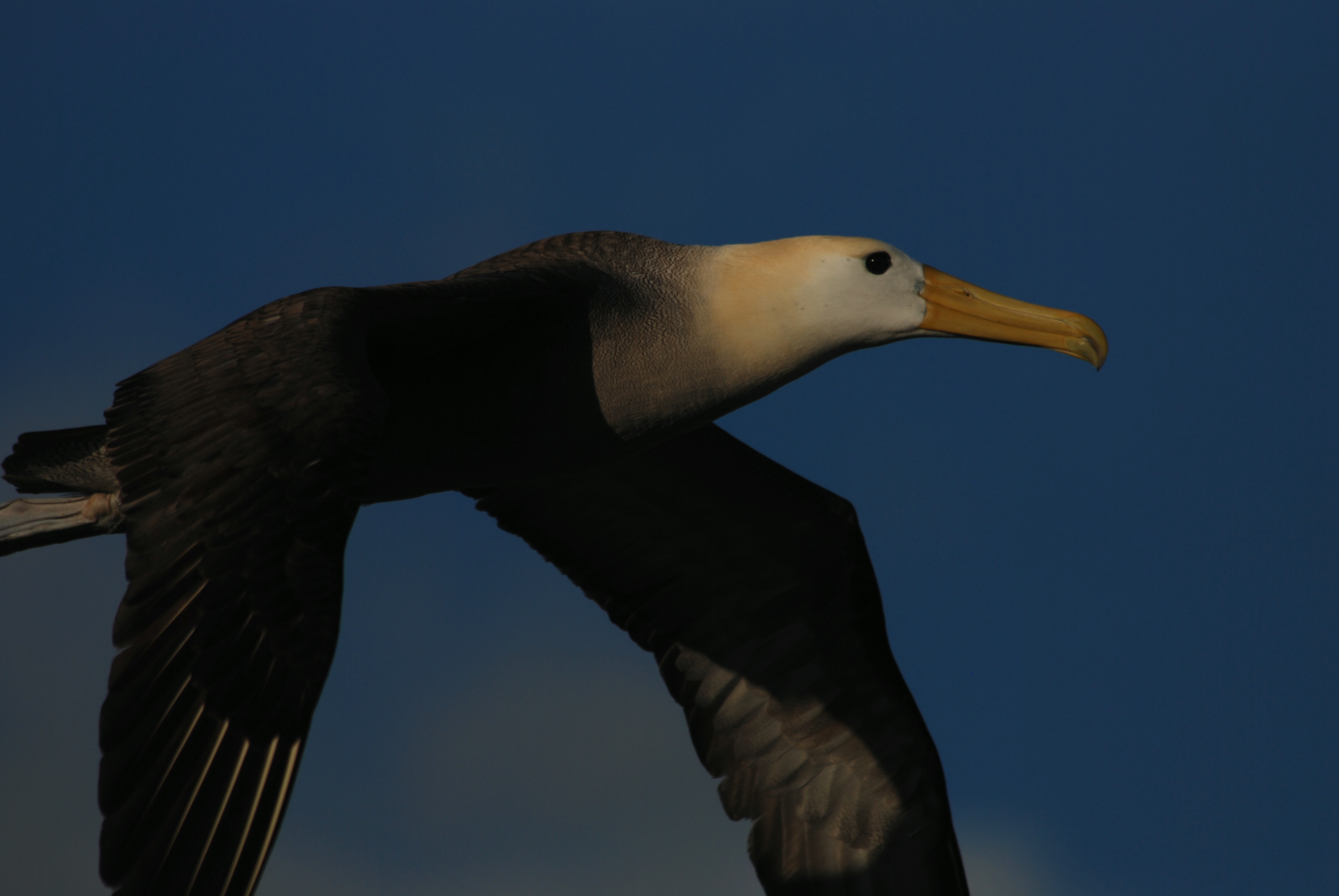 Click picture to see more Waved Albatrosses.
