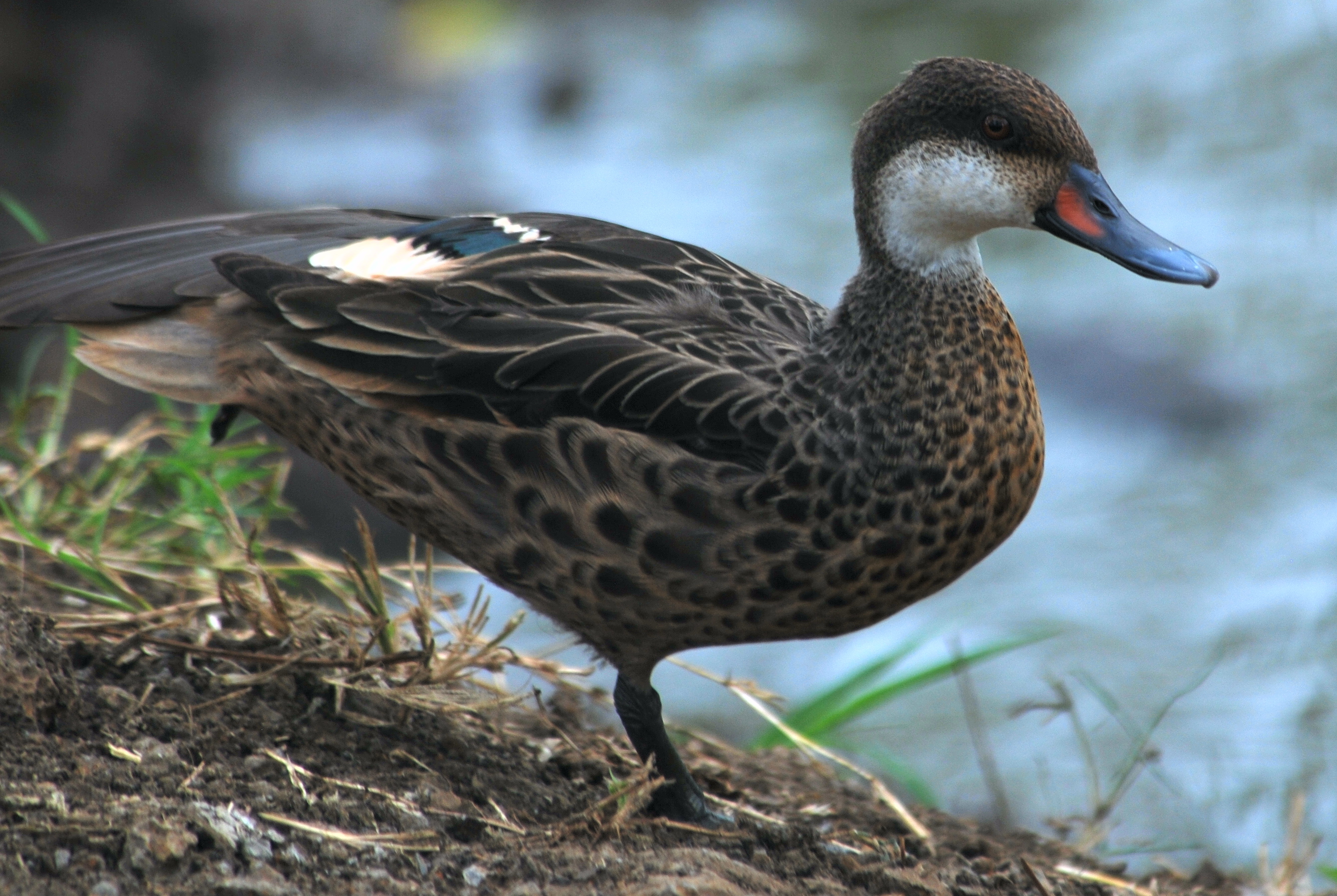 Click picture to see more White-cheeked Pintails.