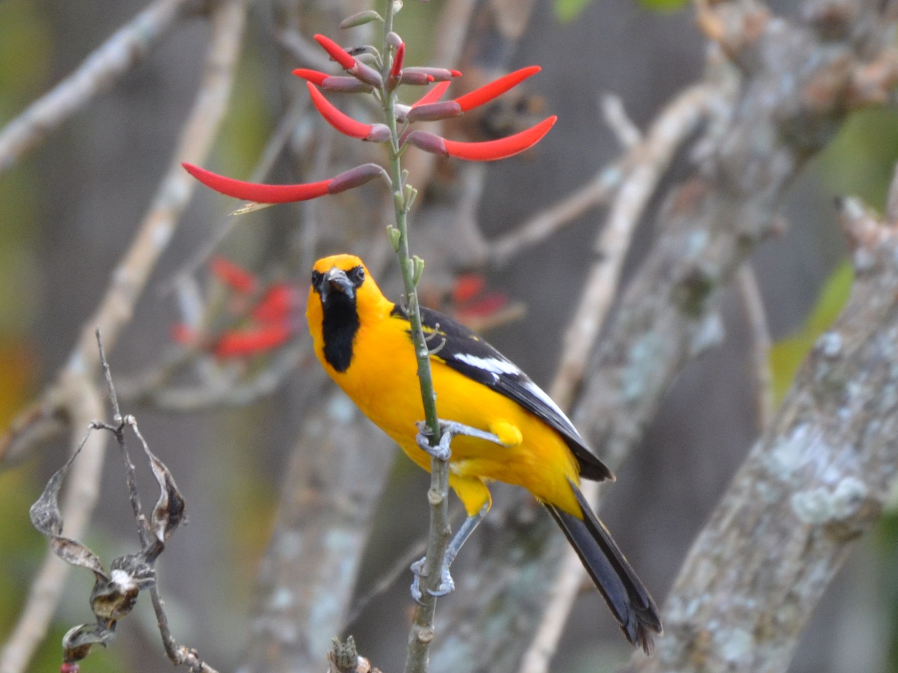Click picture to see more Altamira Orioles.